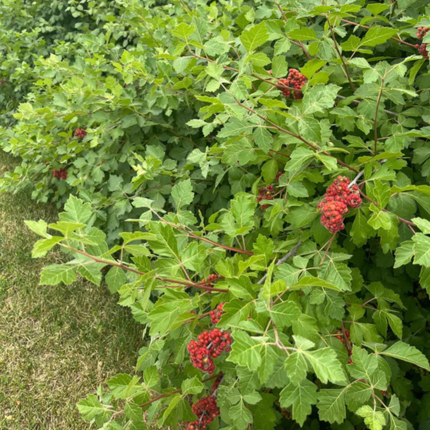 Sumac aromatique