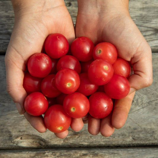 Tomate cerise Rosy Finch (semences bio)