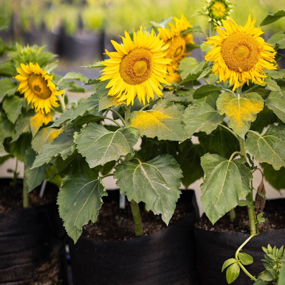 Tournesol nain Eclipse (semences bio)