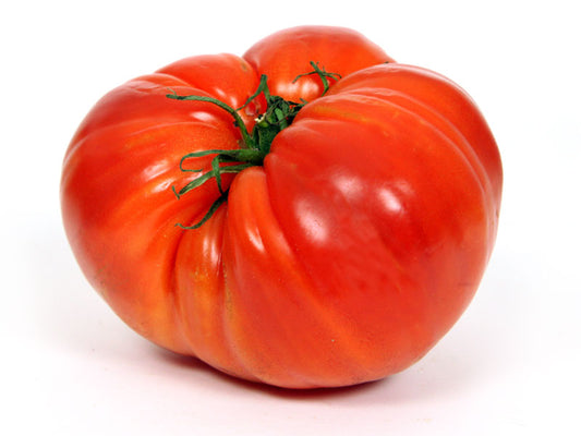Tomate Cœur de bœuf (plant)
