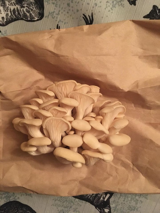 Myco-pousse de La Botte - trousse du culture