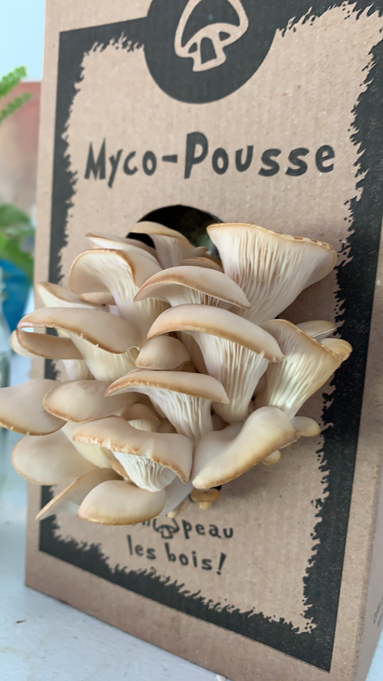 Myco-pousse de La Botte - trousse du culture