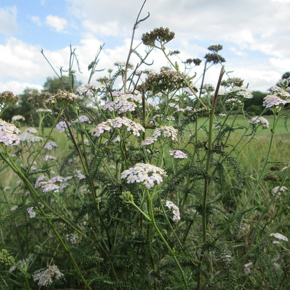 Achillée Millefeuille (semences)