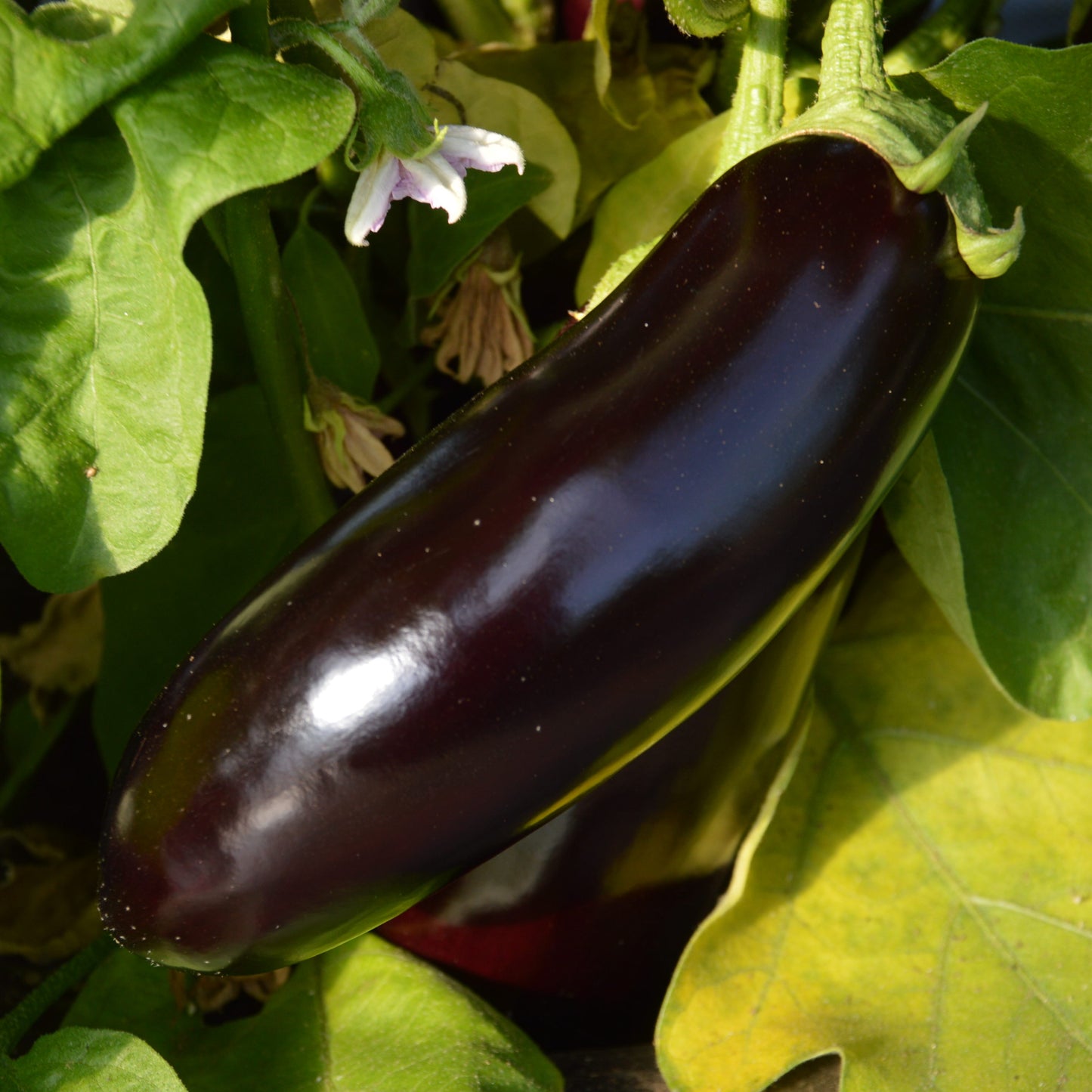Longue aubergine sur son plant, variété Diamond