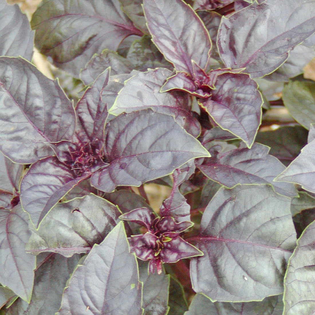 Basilic Pourpre (semences bio)