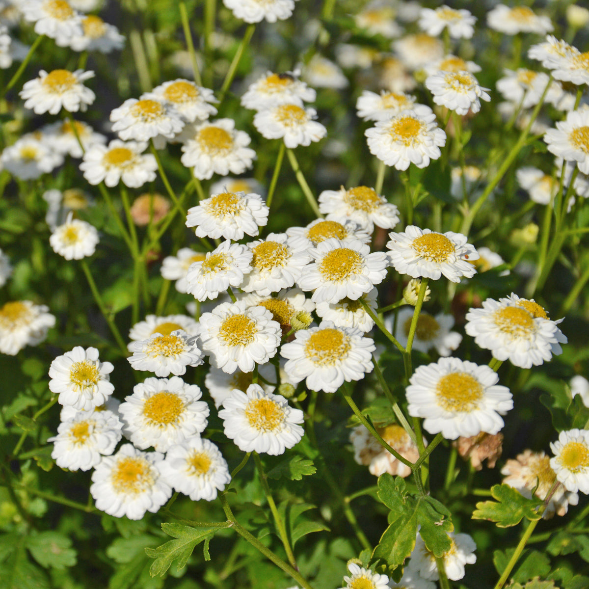Camomille Grande (semences bio)
