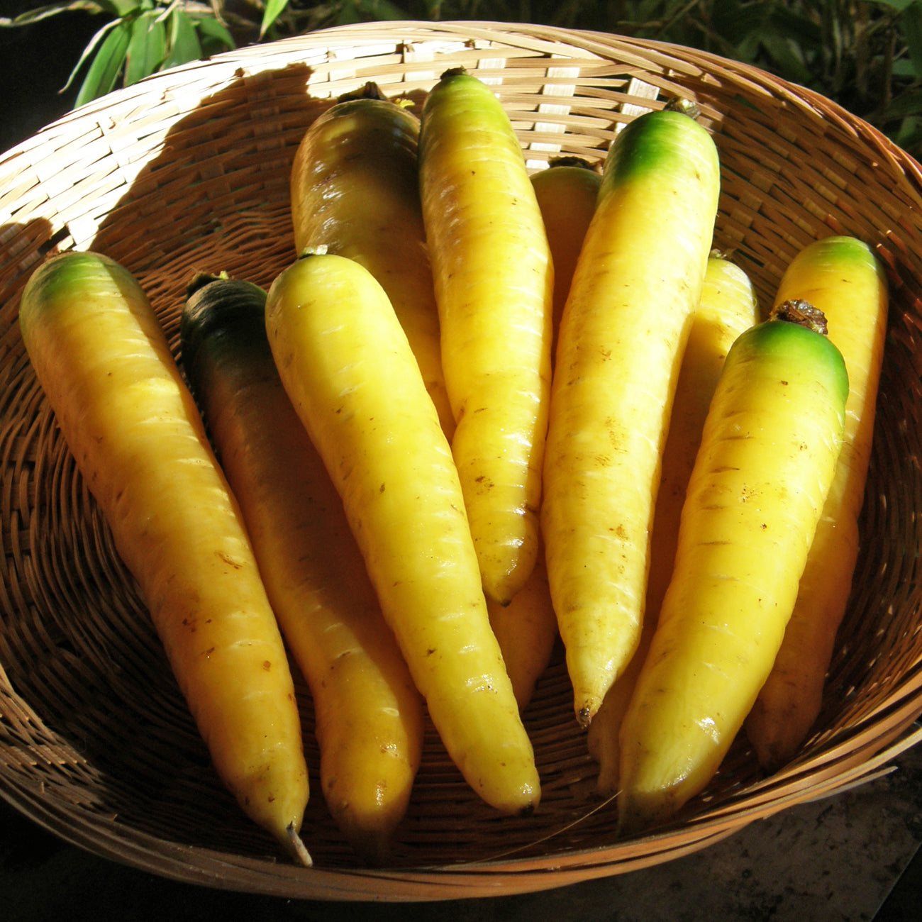 Carottes jaunes.