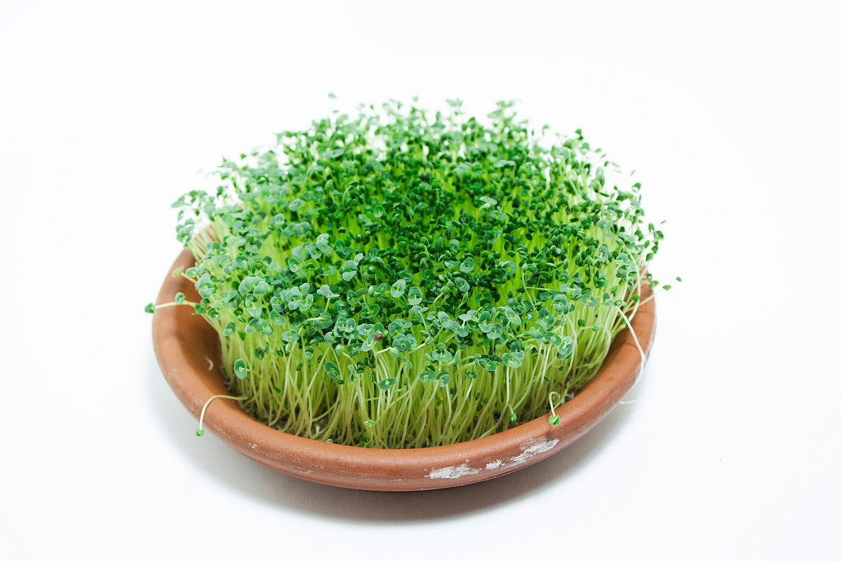 Chia Noir 250g (Paraguay)