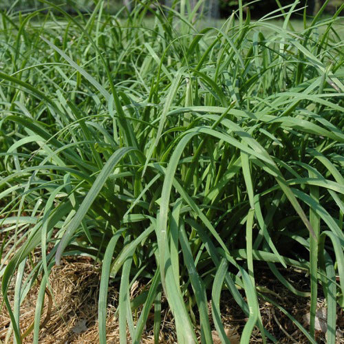 Ciboulette chinoise (semences bio)