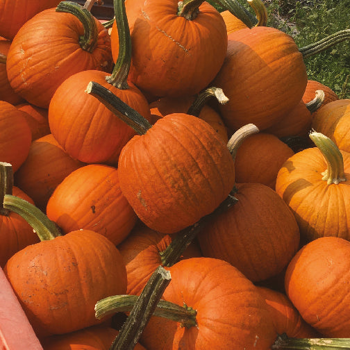 Plusieurs grosses citrouilles orangées