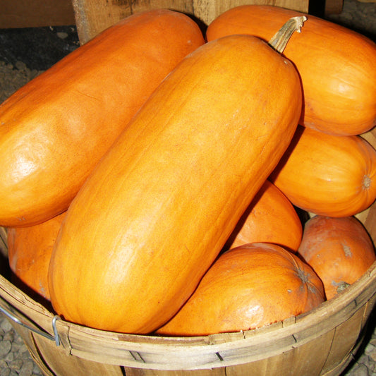 Citrouille Algonquienne (semences bio)
