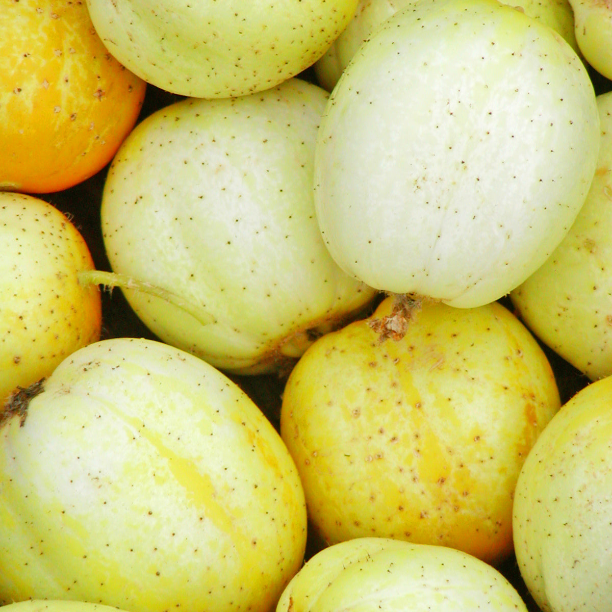 Concombre Citron (semences bio)
