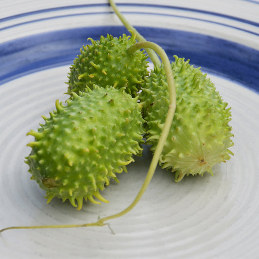 Concombre des Antilles (semences bio)