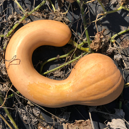 Courge Canada Crookneck (semences bio)