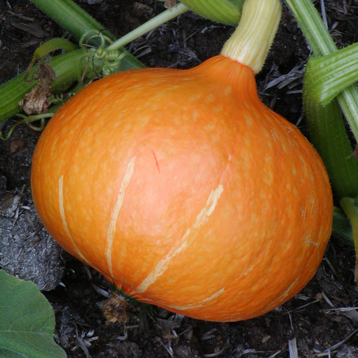 Courge potimarron Red Kuri (semences bio)