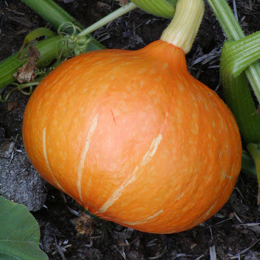 Courge potimarron Red Kuri (semences bio)