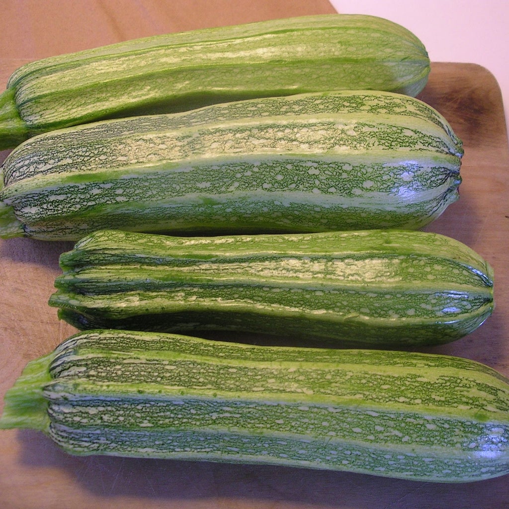 Courgette Costata Romanesca (semences bio)