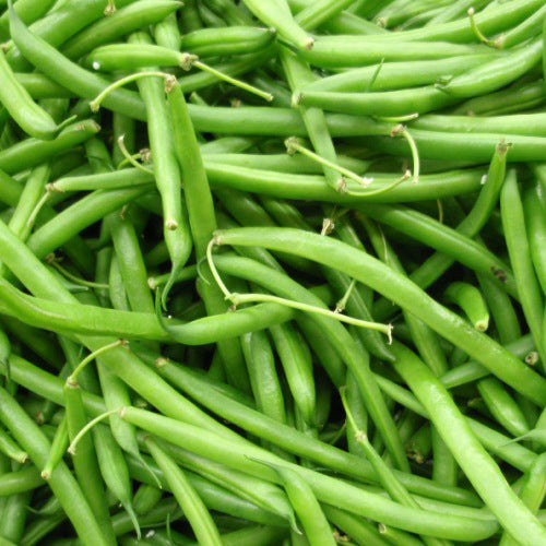 Haricot nain Black Valentine (semences bio)