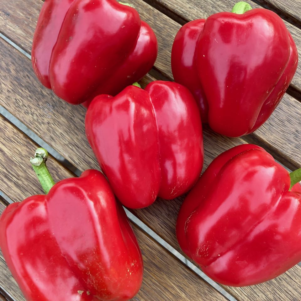 Poivron Doux Feu Rouge (semences bio)