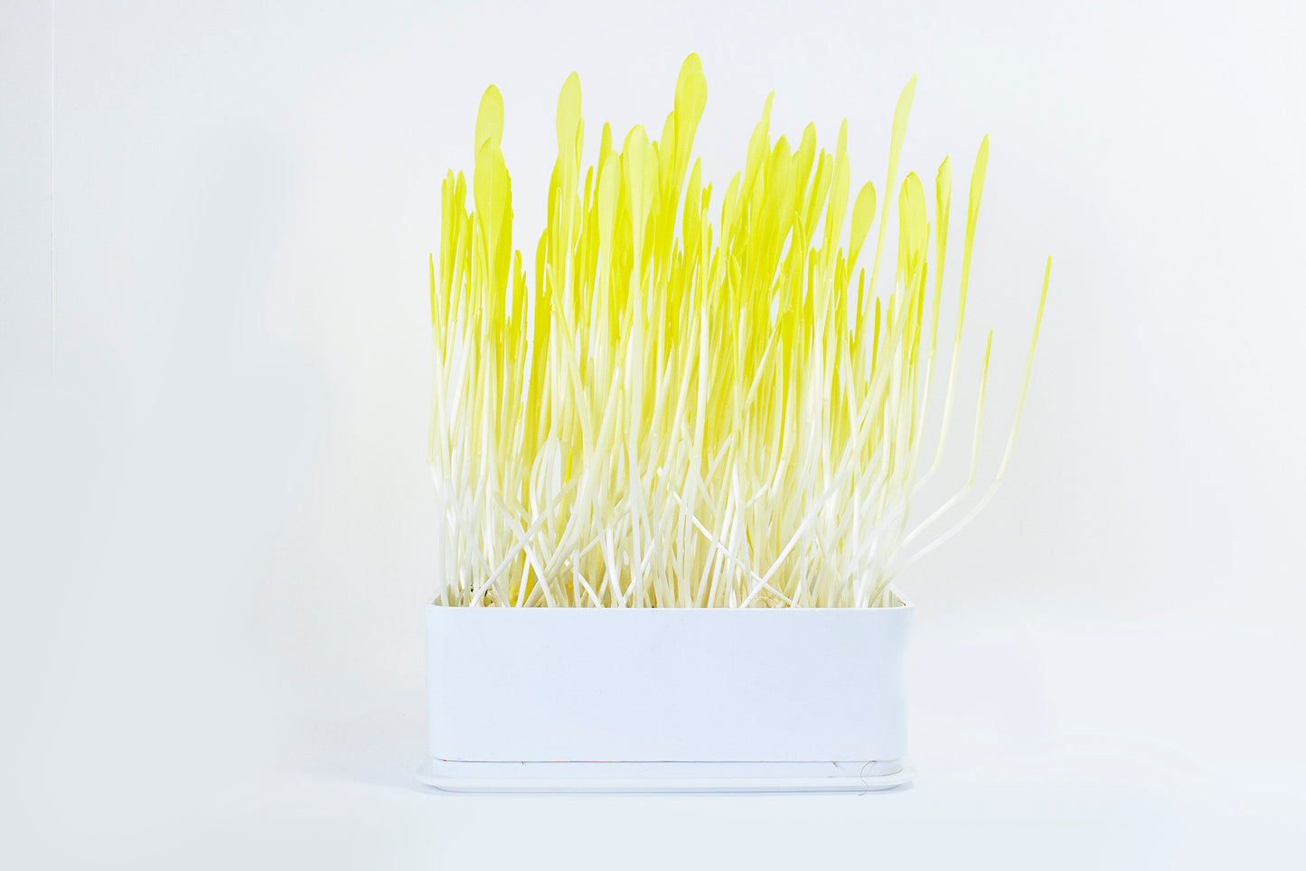 Maïs 250g (USA)