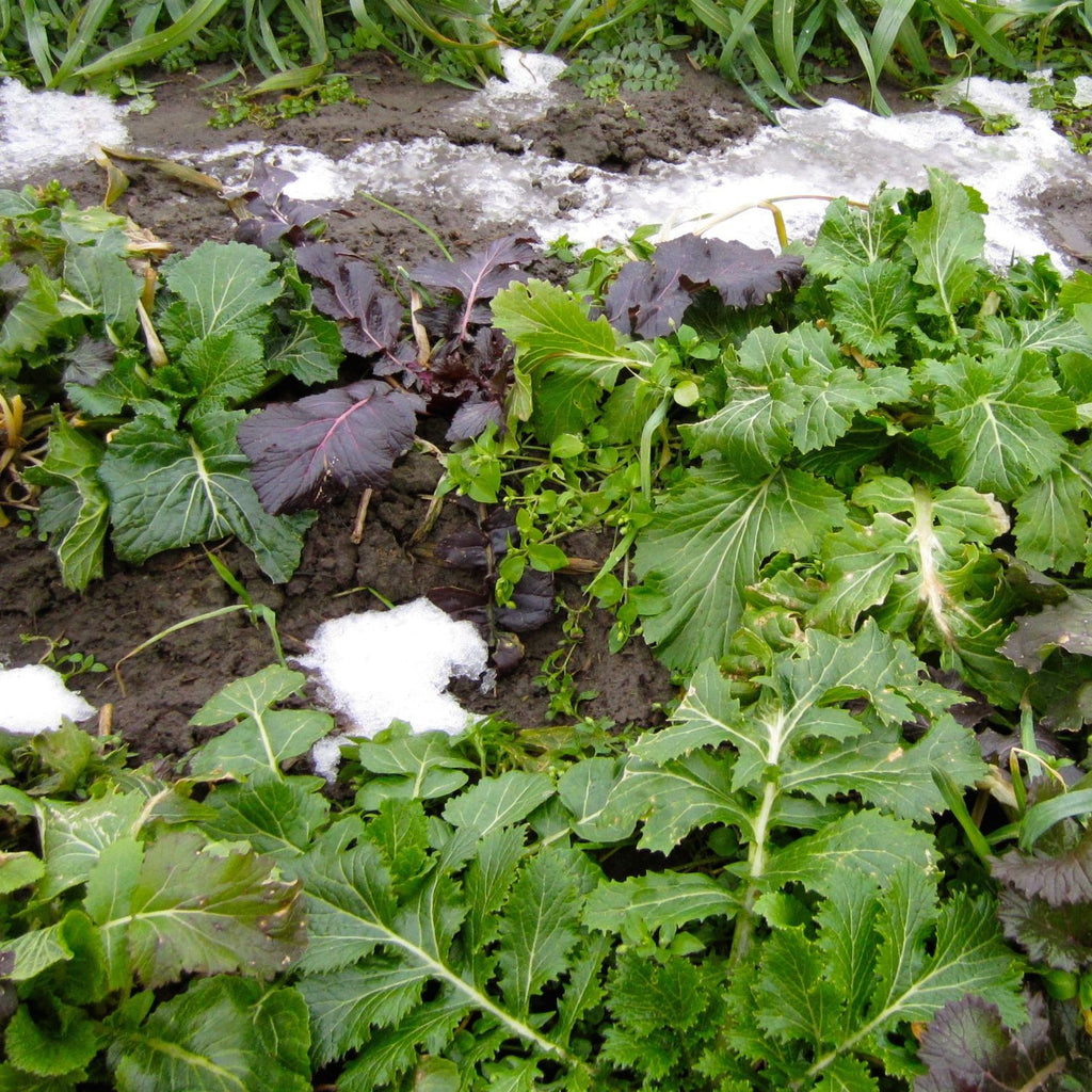 Mesclun Verdurettes d'Hiver (semences bio)
