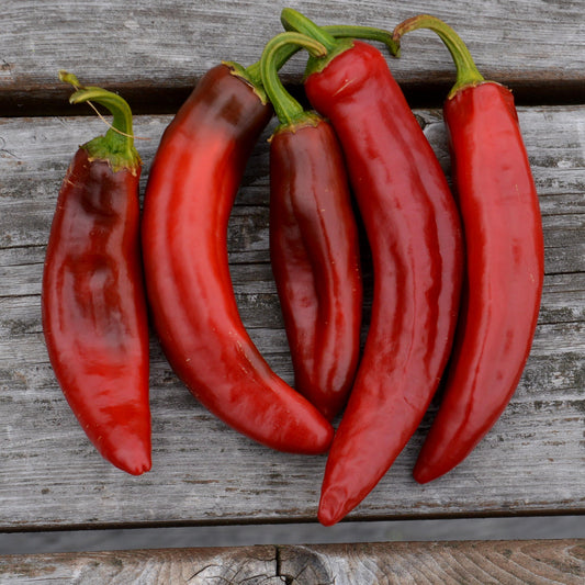 Piment Paprika Hongrois (semences bio)