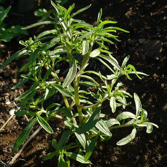 Sarriette Ancienne d'Acadie (semences bio)