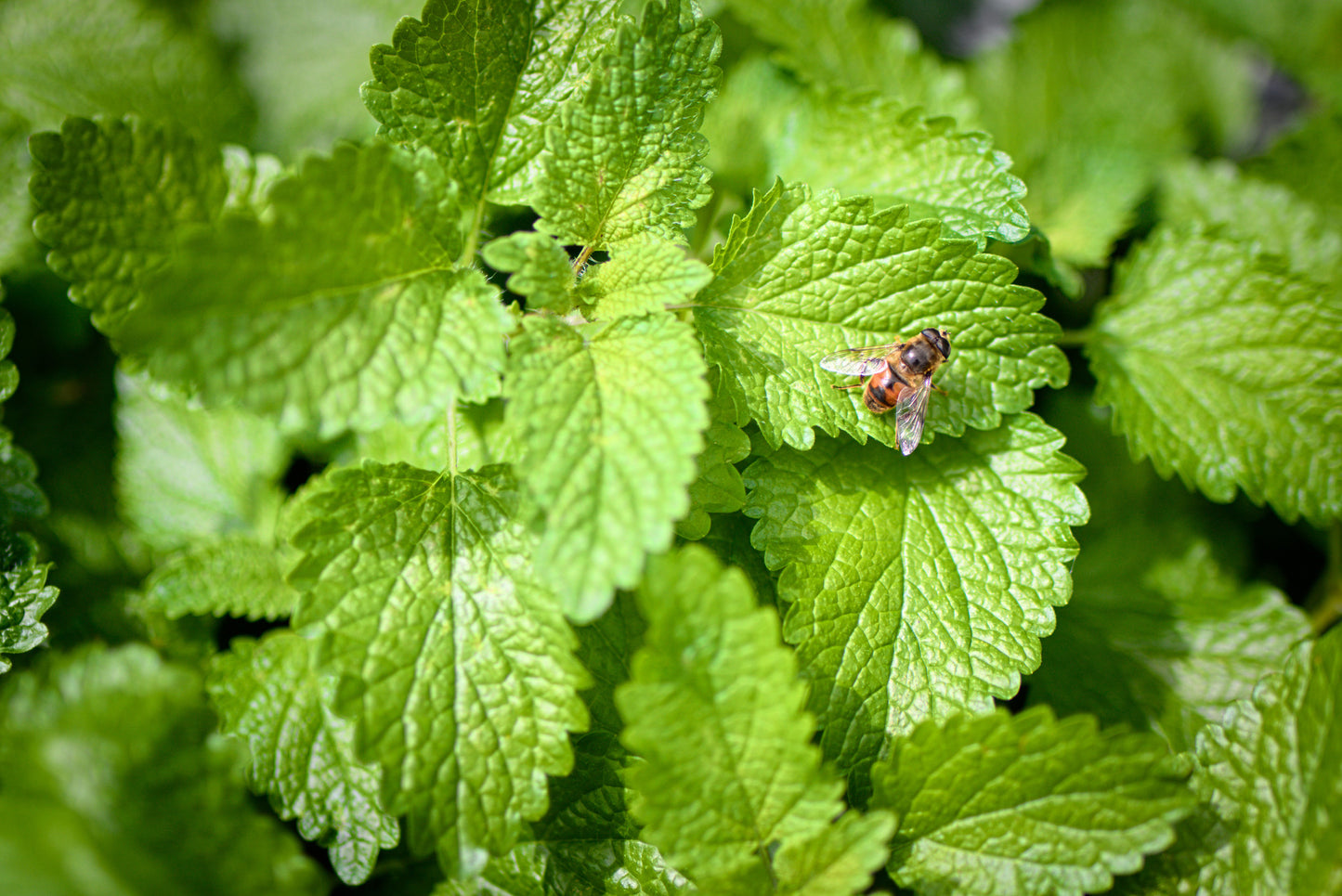 Mélisse (plant)