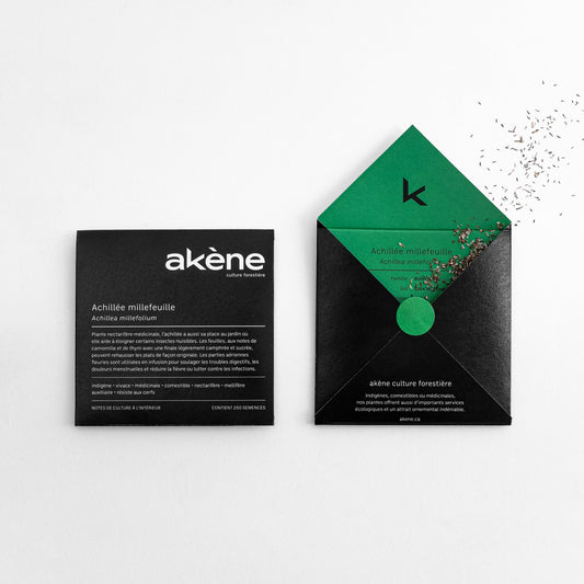 Achillée Millefeuille (semences)