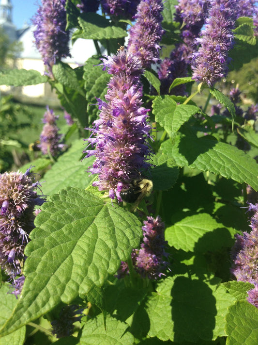 Hysope anisée (agastache) (plant)