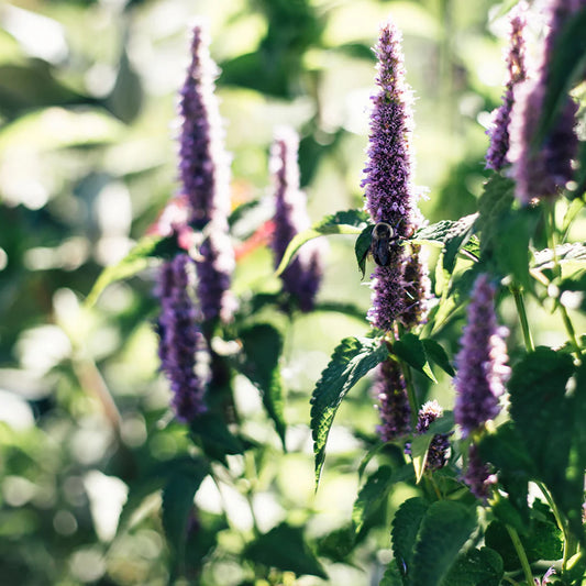 Agastache fenouil