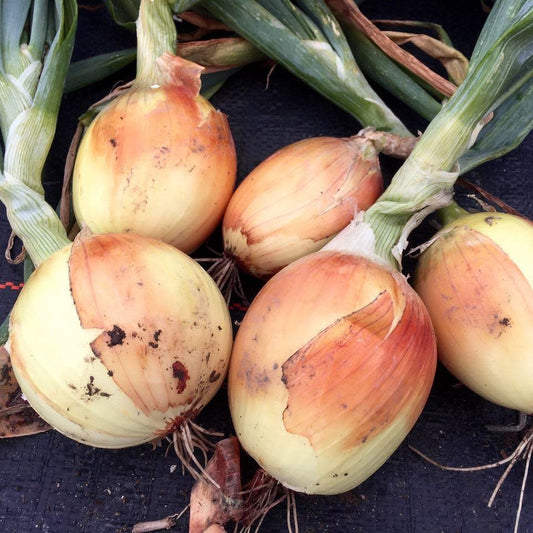 Oignon New York Early (semences bio)