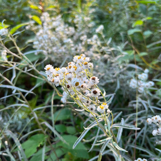 Immortelle blanche (semences)