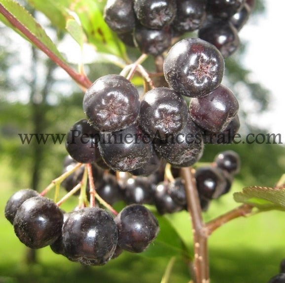 Fruits l'Aronia sur sa branche