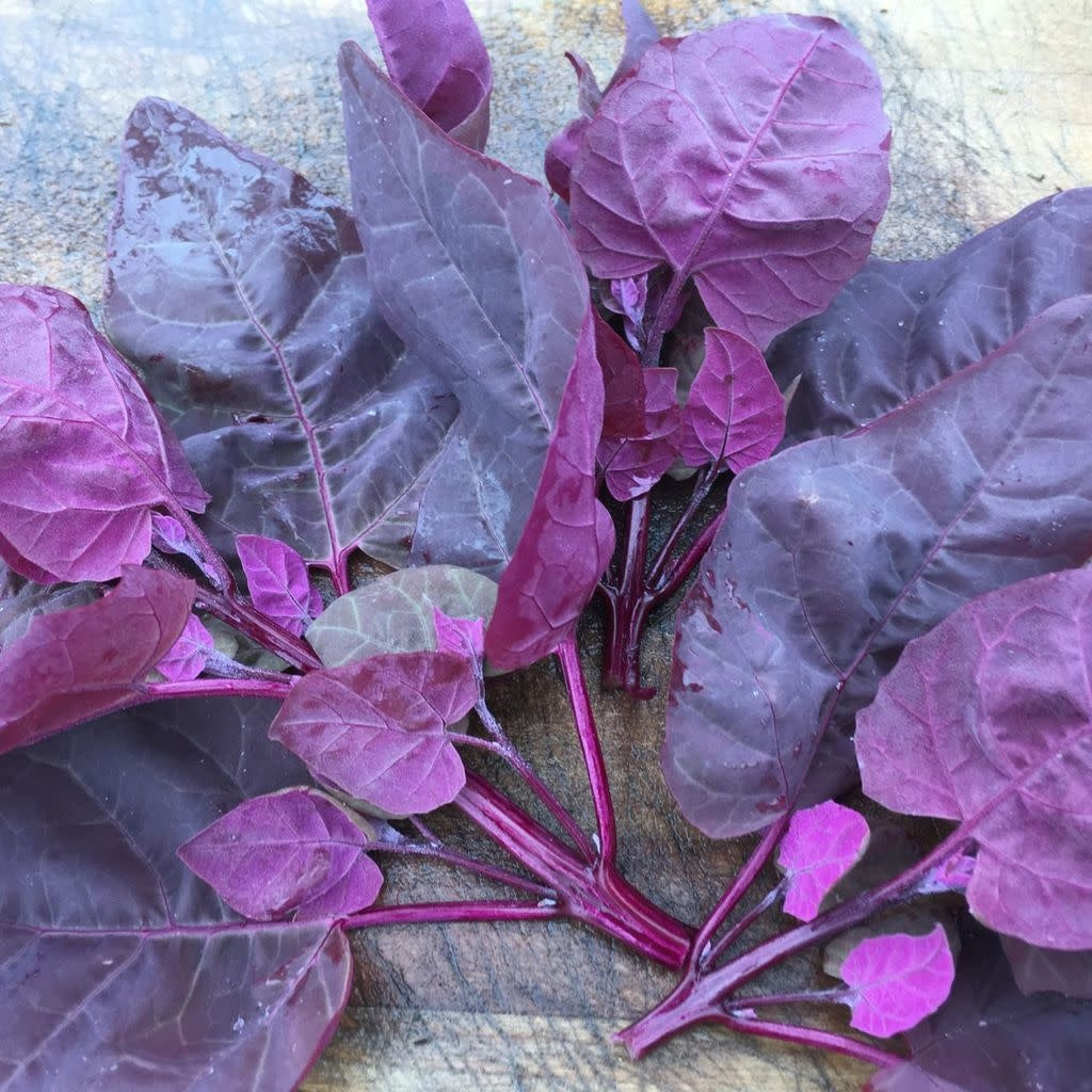 Feuilles de l'arroche, varitété Magenta magic