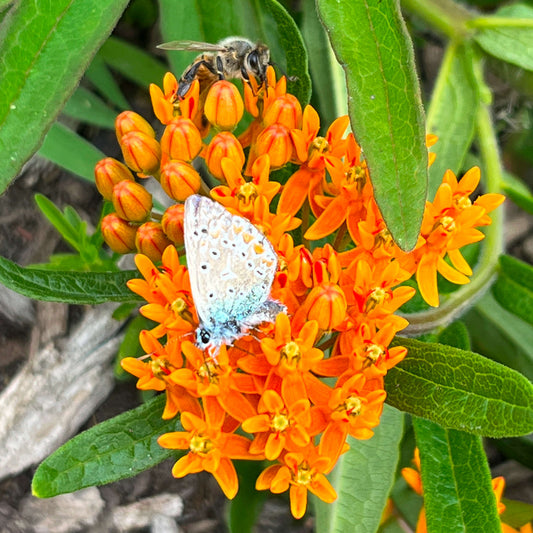 Asclépiade tubéreuse (semences)
