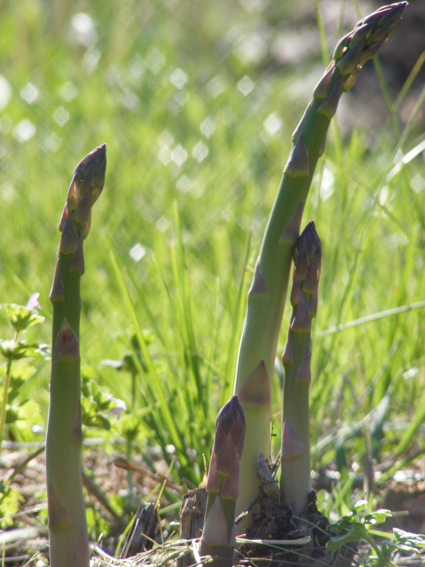 Pousses d'asperge sortant de terre