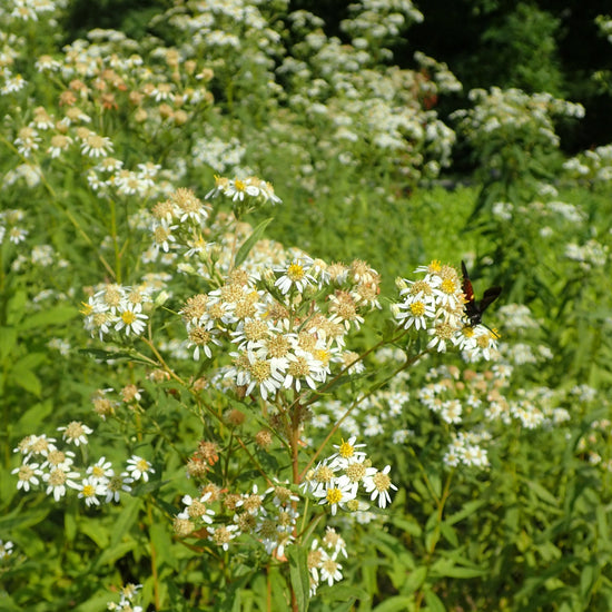 Aster à ombelles (semences)