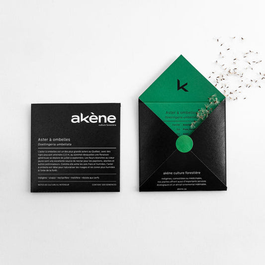 Aster à ombelles (semences)