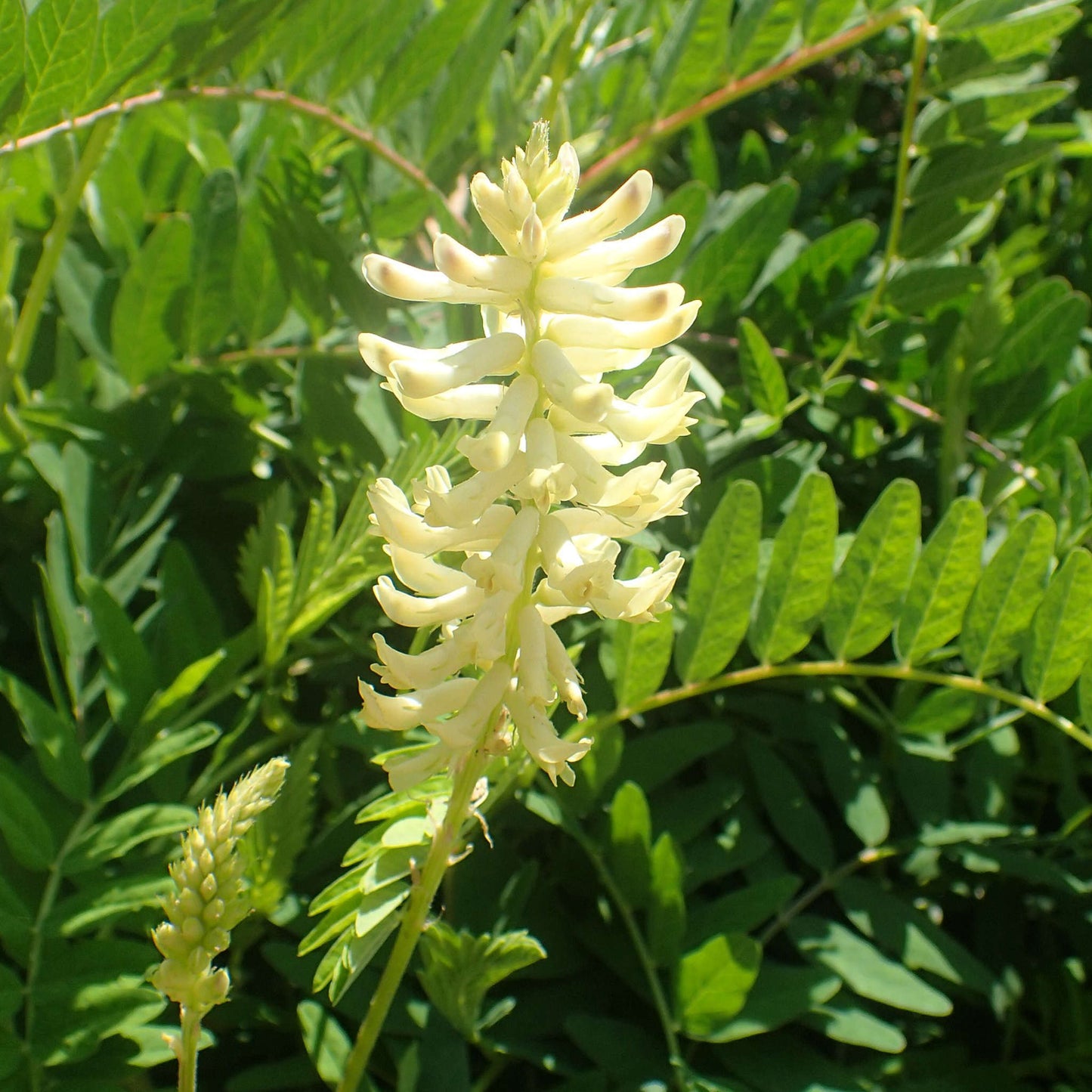 Astragale du Canada (semences)
