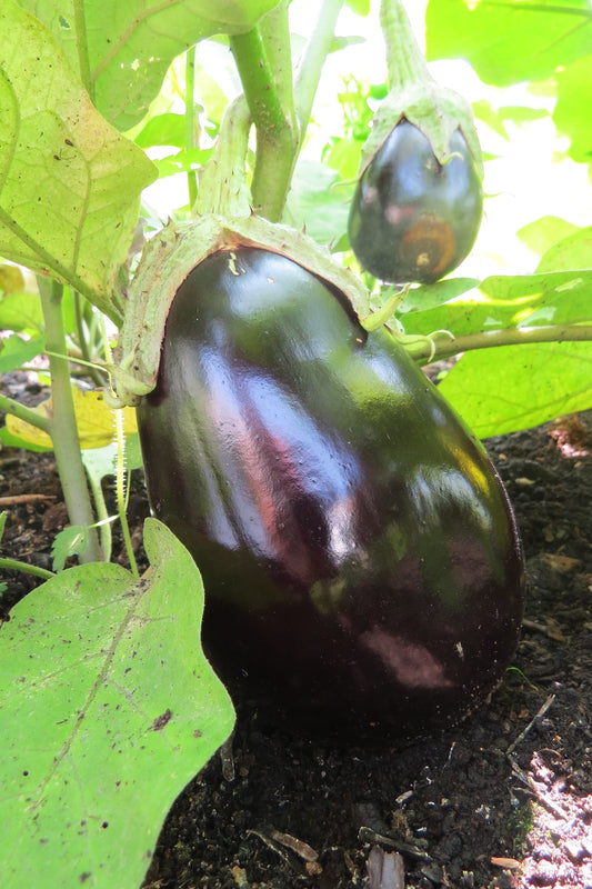 Aubergines sur leur plant