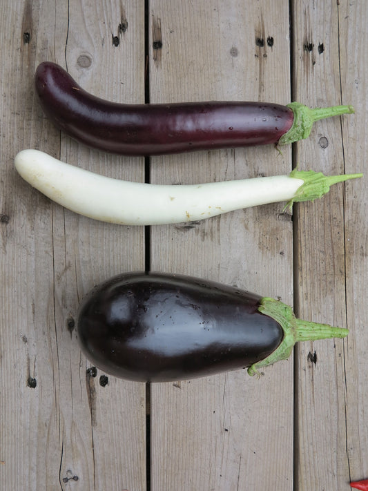 Trois aubergines de différentes variétés au formes et couleurs variées.