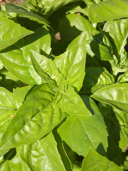 Feuilles de basilic vert Genovese