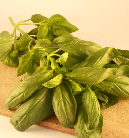 Feuilles de basilic vert variété Genovese.