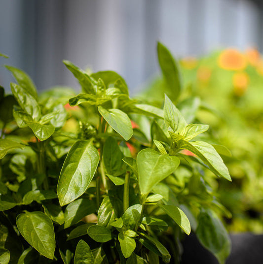 Plants de basilic Genovese