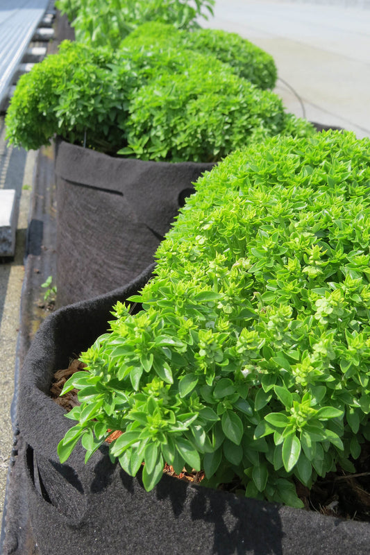 Plants de basilic grec en smart pots.
