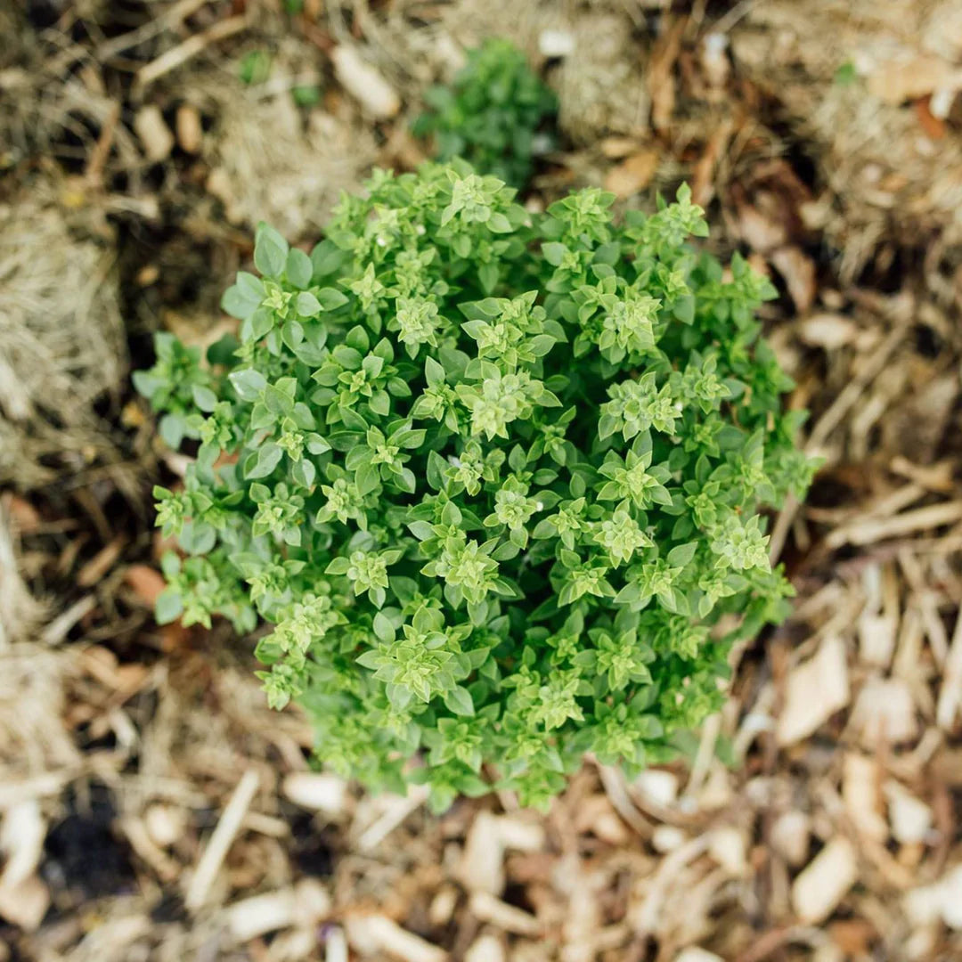 Vue de dessus d'un plant de basilic Pluto.