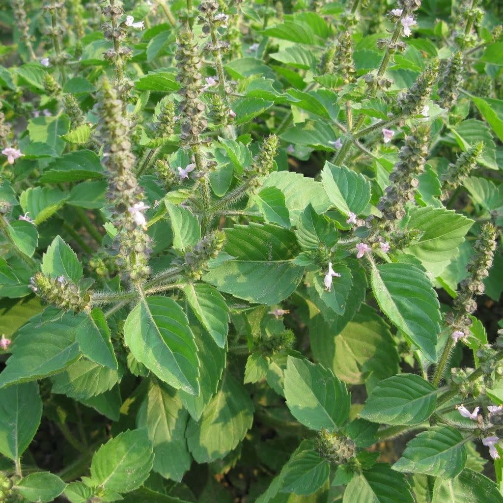 Plant de basilic sacré en fleurs.