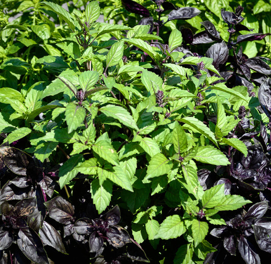 Basilic thaï en fleur au travers de basilic pourpre.