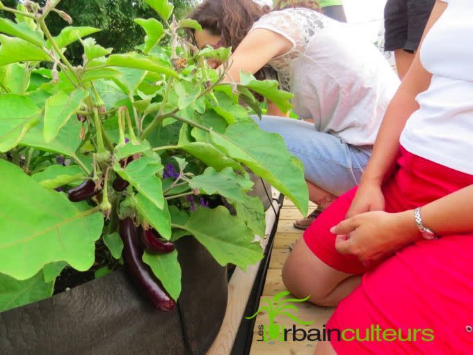 Jardins instantanés - Smart Pot